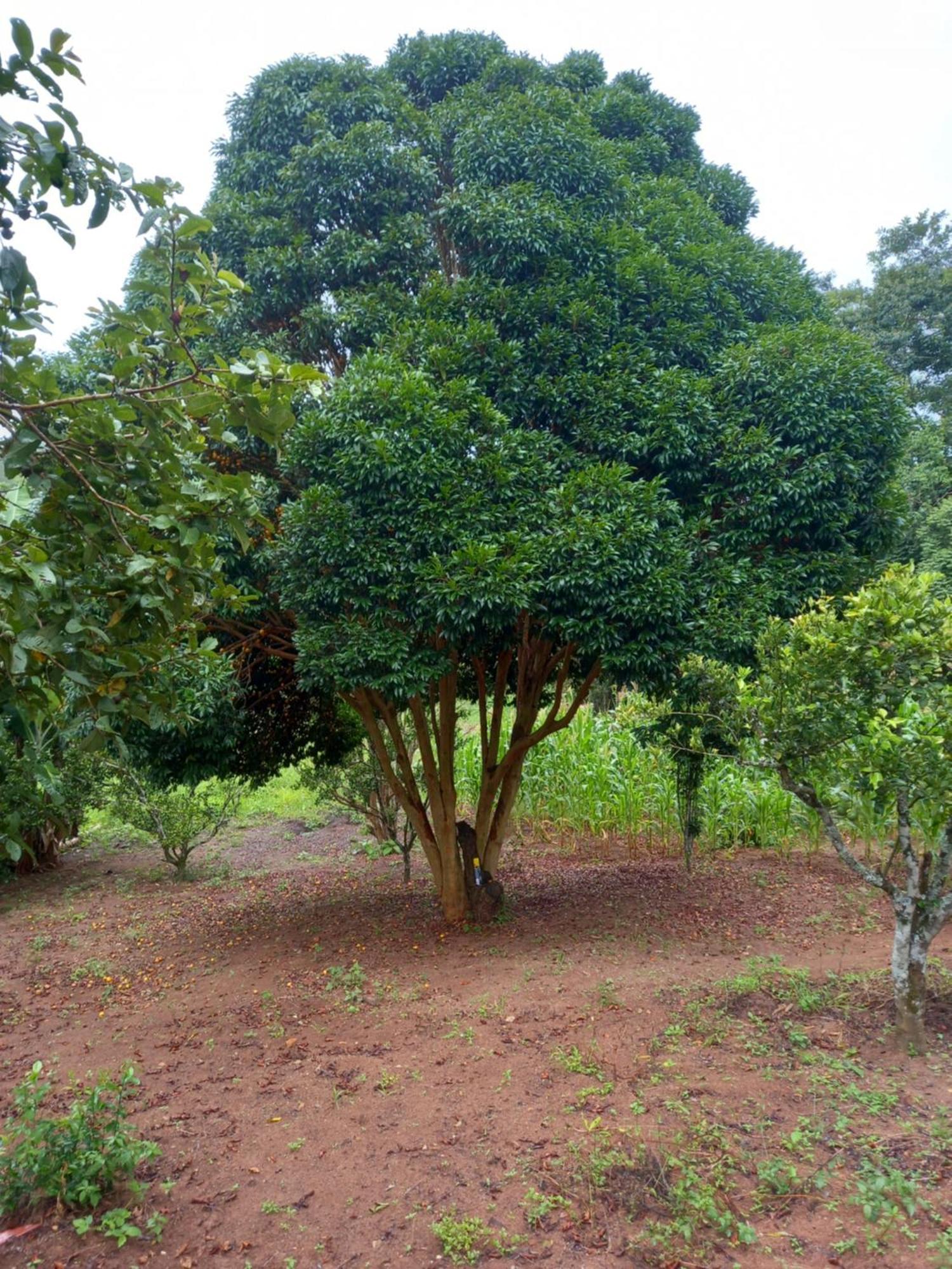 Pousada La Na Roca Paraisópolis Exterior foto